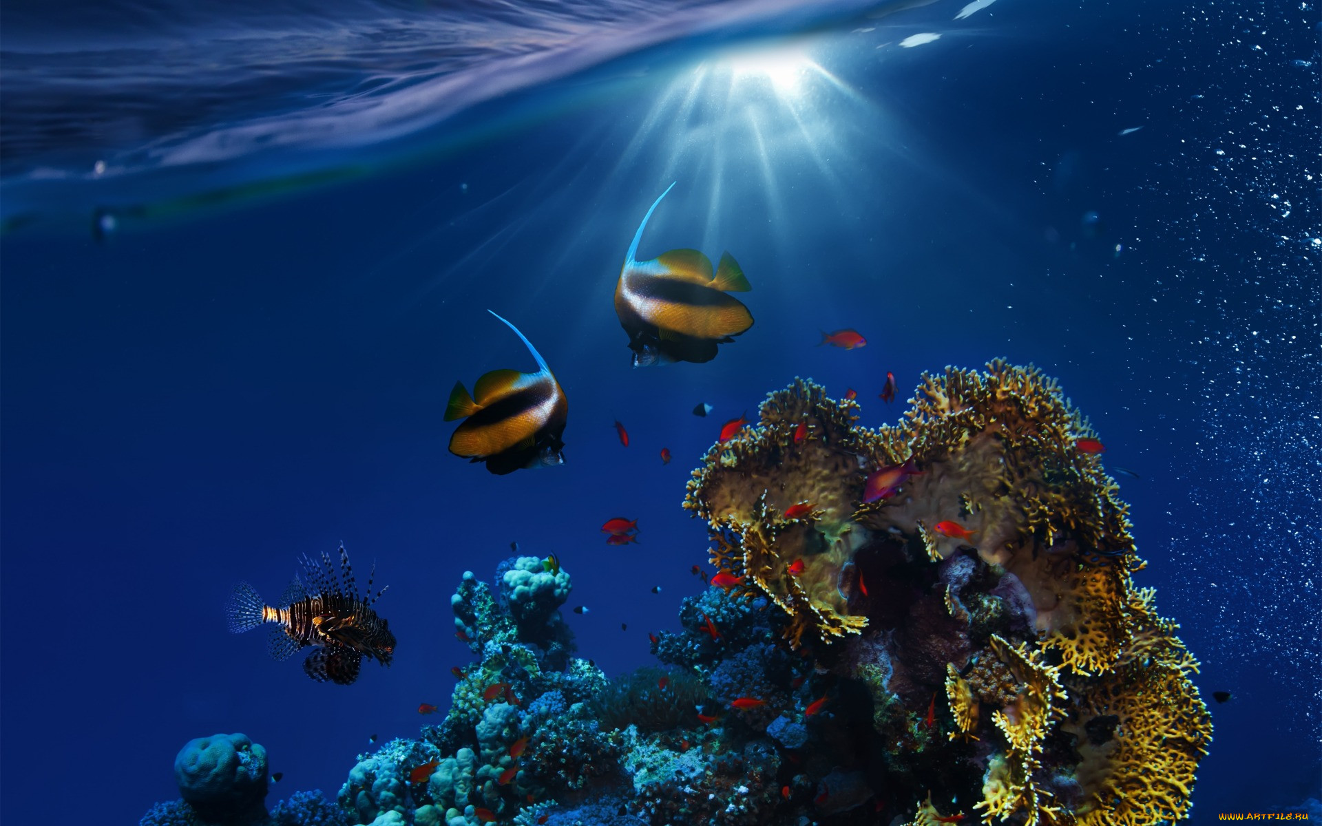 , , tropical, fishes, ocean, underwater, reef, coral